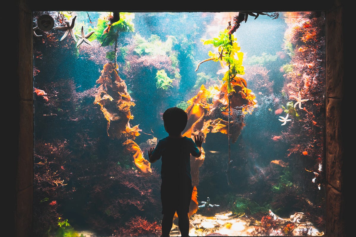 A child who's fascinated by watching fascinating creatures in water