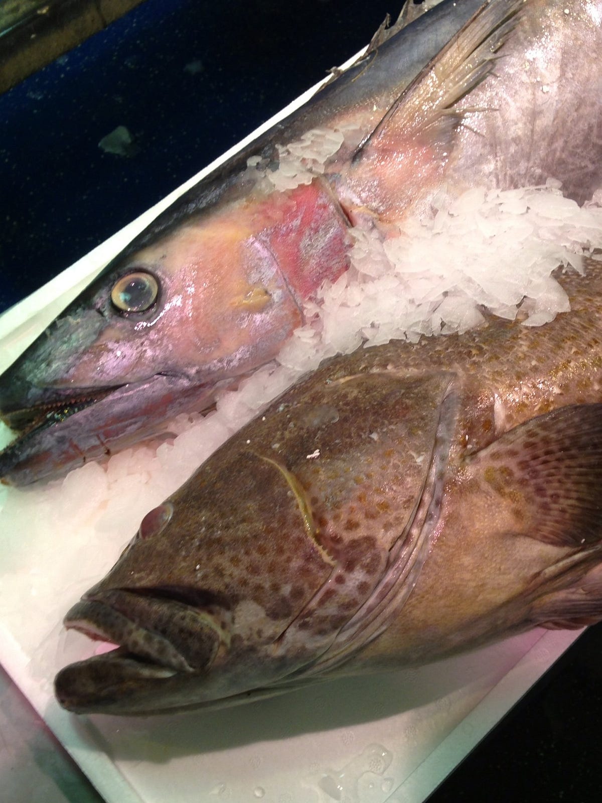 A Fish Tale - Lisa Minucci - Medium