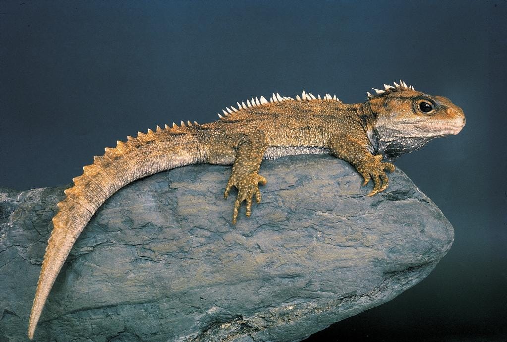 Native Animals of New Zealand New Zealand thoughts Medium
