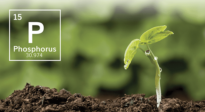 Phosphorus