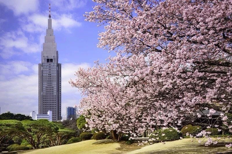 Image result for shinjuku gyoen cherry blossom 2019