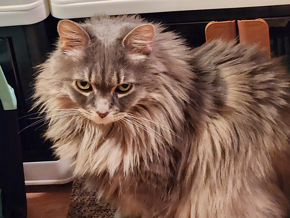 A cute, long-haired grey cat staring at the camera.