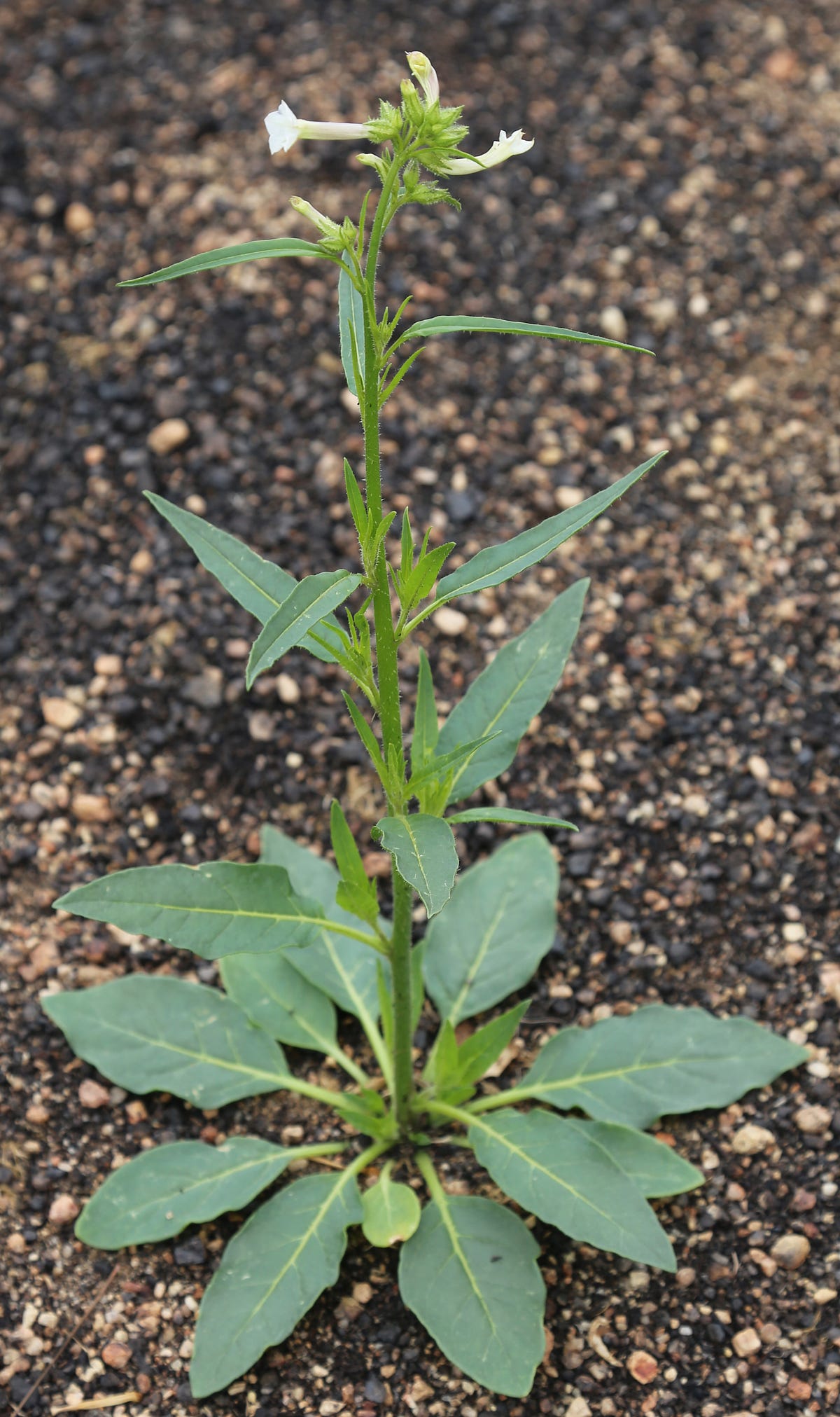 Nicotiana attenuata — A plant with four lives! The Happy