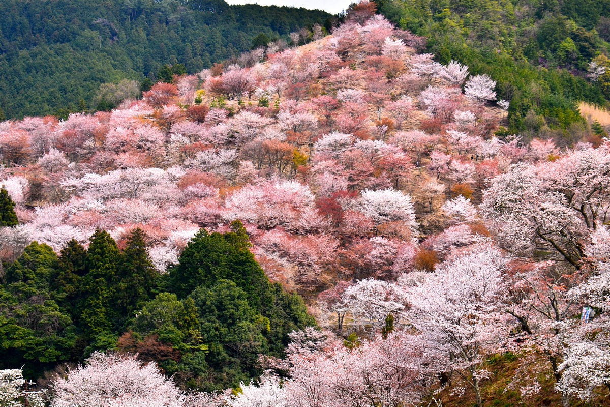 Mount Yoshino Cherry Blossoms Japan Travel Guide JW Web Magazine