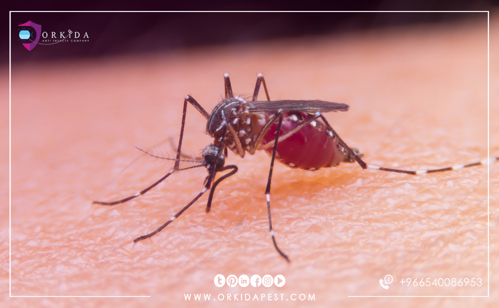 The Best Way To Kill Mosquitoes 10 Natural Ways Expel Many People Try To Get The Best Way Kill Mosquitoes Although It Is One Of Smallest Creatures But Can Not Be Underestimated And This May Cause A
