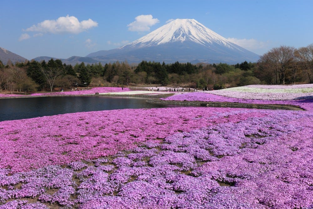 2019 Fuji Shibazakura Festival – Japan Travel Guide -JW Web Magazine