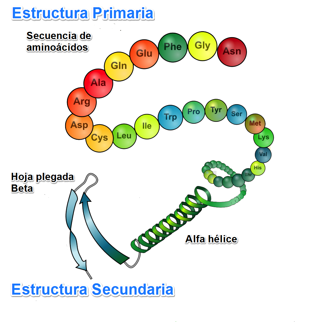 ENZIMAS – Jassiel Analy Rodriguez Islas – Medium