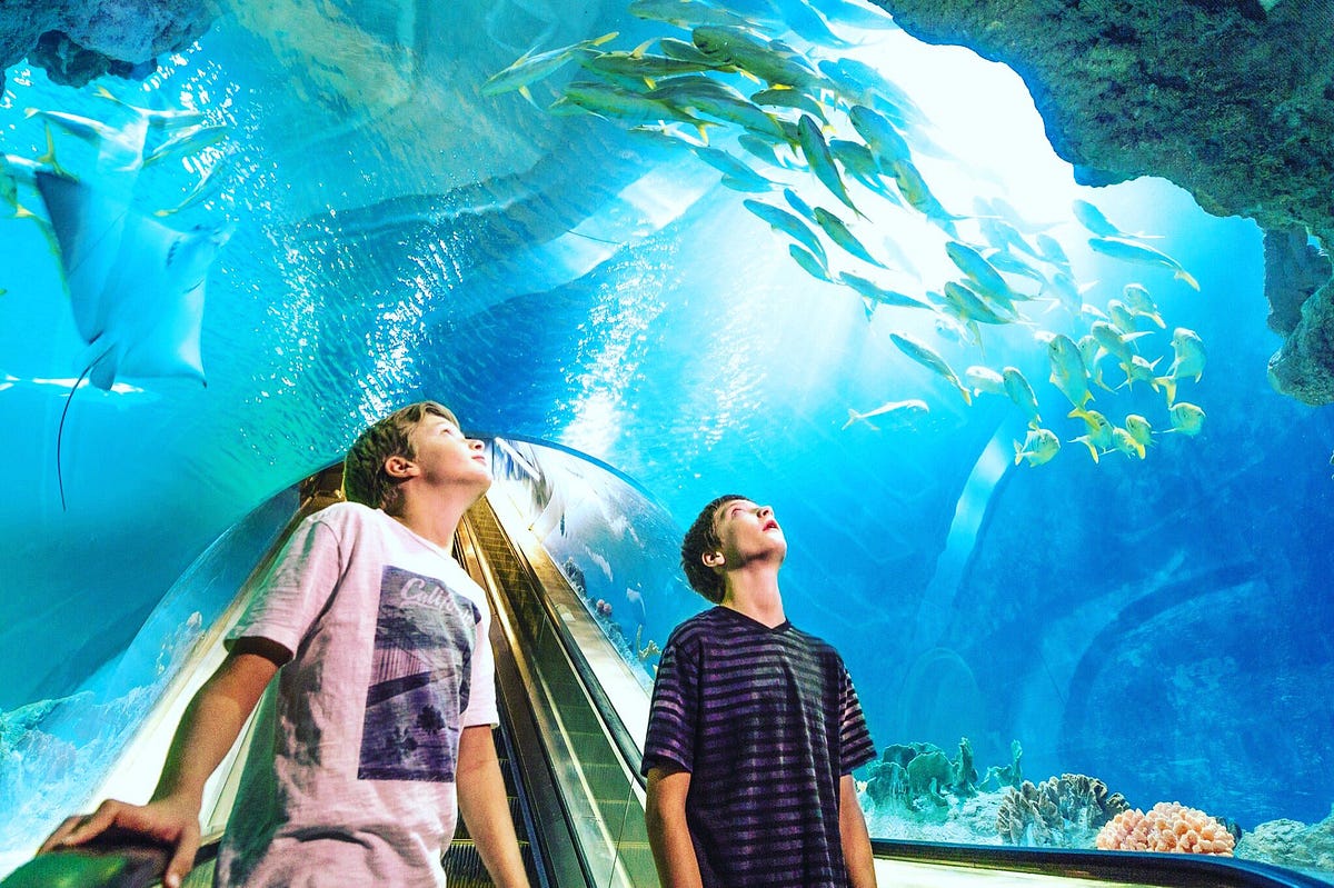 Odysea Aquarium: An Oasis in the Arizona Desert - 1*2T351SEbTARtIffi0DsRoQ