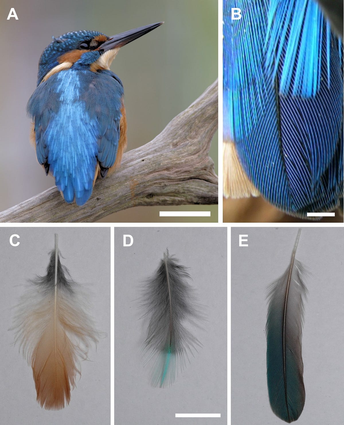Why does the kingfisher have blue feathers? Cambridge Animal Alphabet