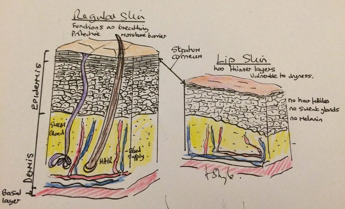Our Lips and why we need to protect them Acuregen Medium