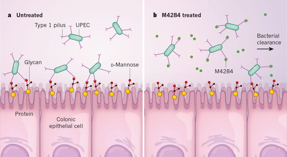 Outsmarting bacteria with fake sugars Advances in biological science