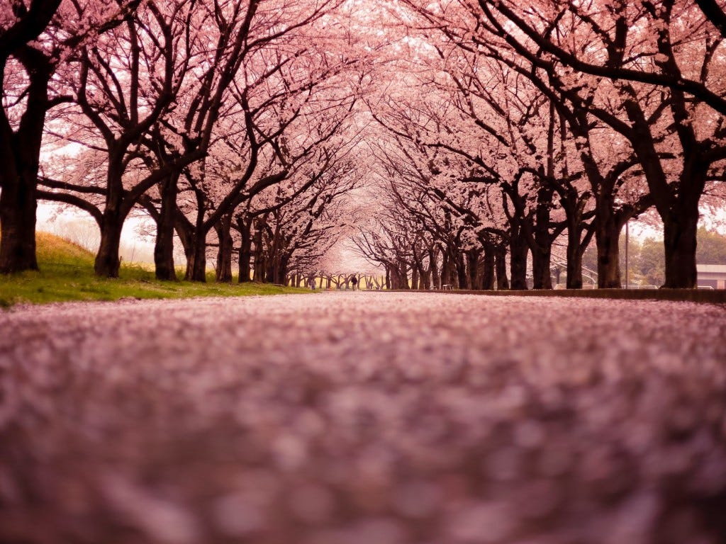 The Best Cherry Blossom Runs Great Runs Medium