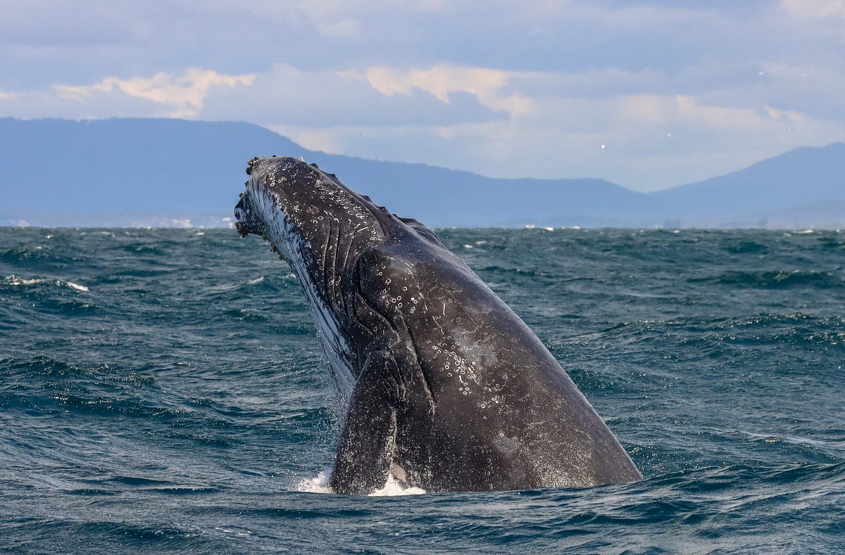 Young Humpback Whale Calf breaching at Port Macquarie, New South Wales, Australia