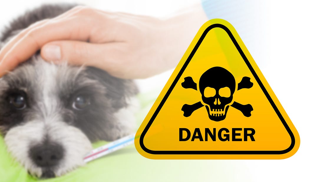 poisonous items to dogs