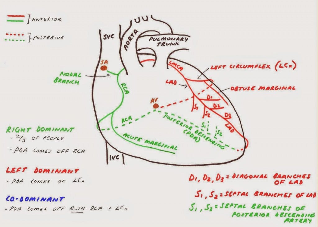 pediatric ecg interpretation an illustrated guide free download