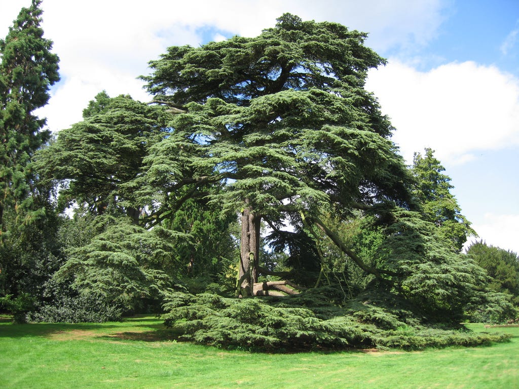 Poems – The Cedar Tree – Medium