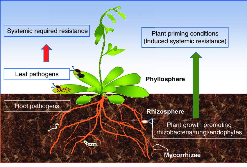 Plant-microbe Interaction – Medium