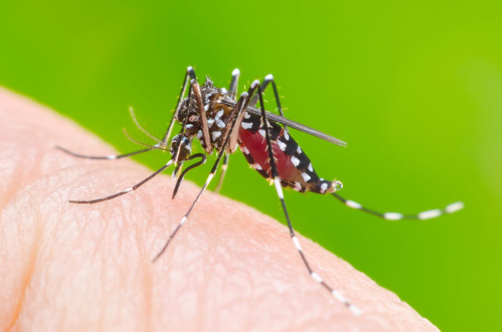 Climate change will mean more vector-borne disease in cities: How