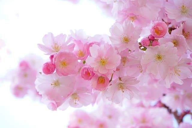 SAKURA.jp – Medium