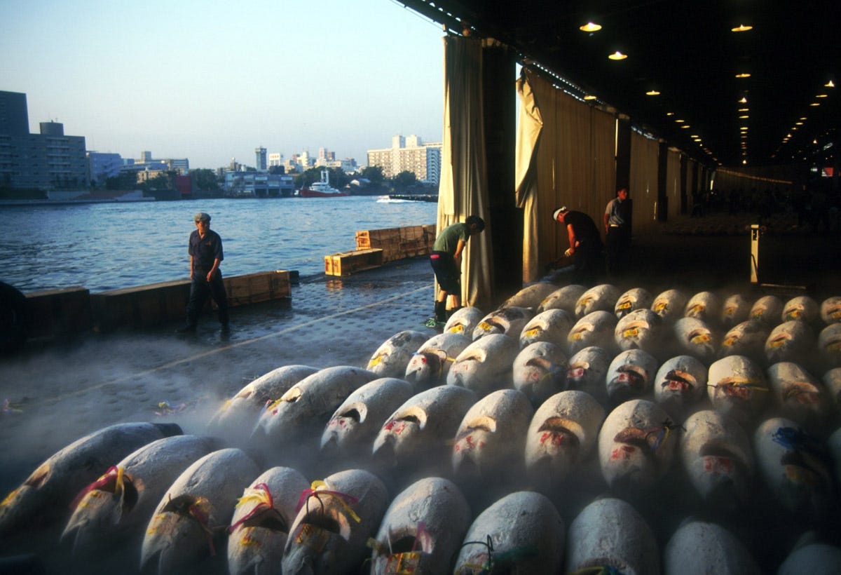 Witnessing the Last Days of Blue Fin Tuna at the Tokyo Fish Market