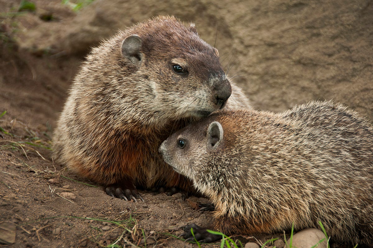 To what family of animals does a groundhog belong?
