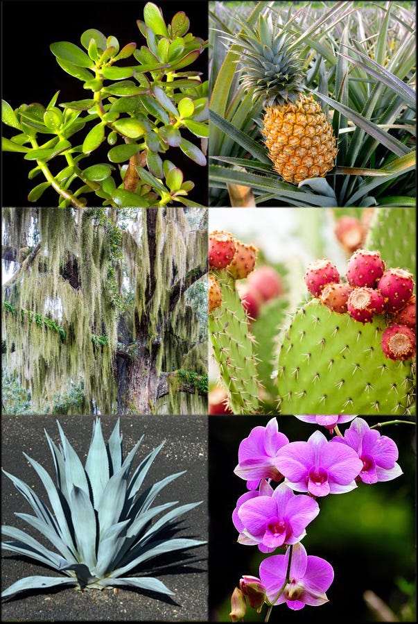 What Are Cam Plants Plant Ideas