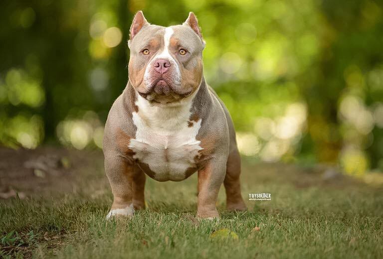 How Much Does An American Bully Cost? BULLY KING