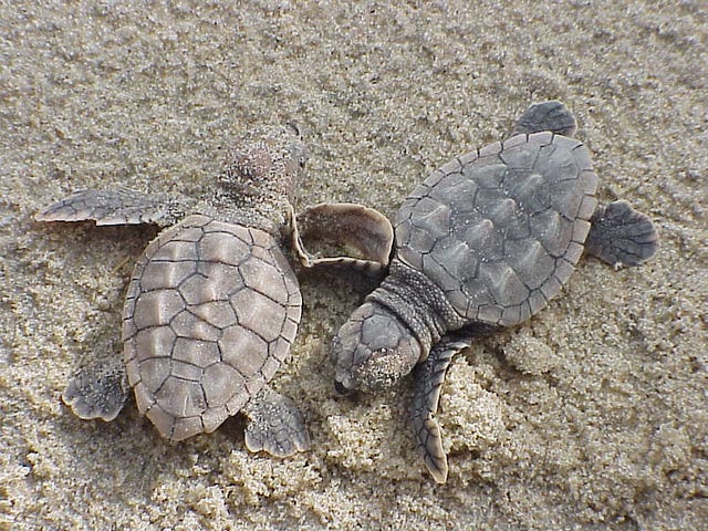 What You Can Do to Help Sea Turtles – Updates from the U.S. Fish and