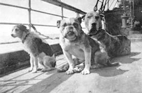 Three dogs, including a Great Dane, sitting on the deck of the Titanic.