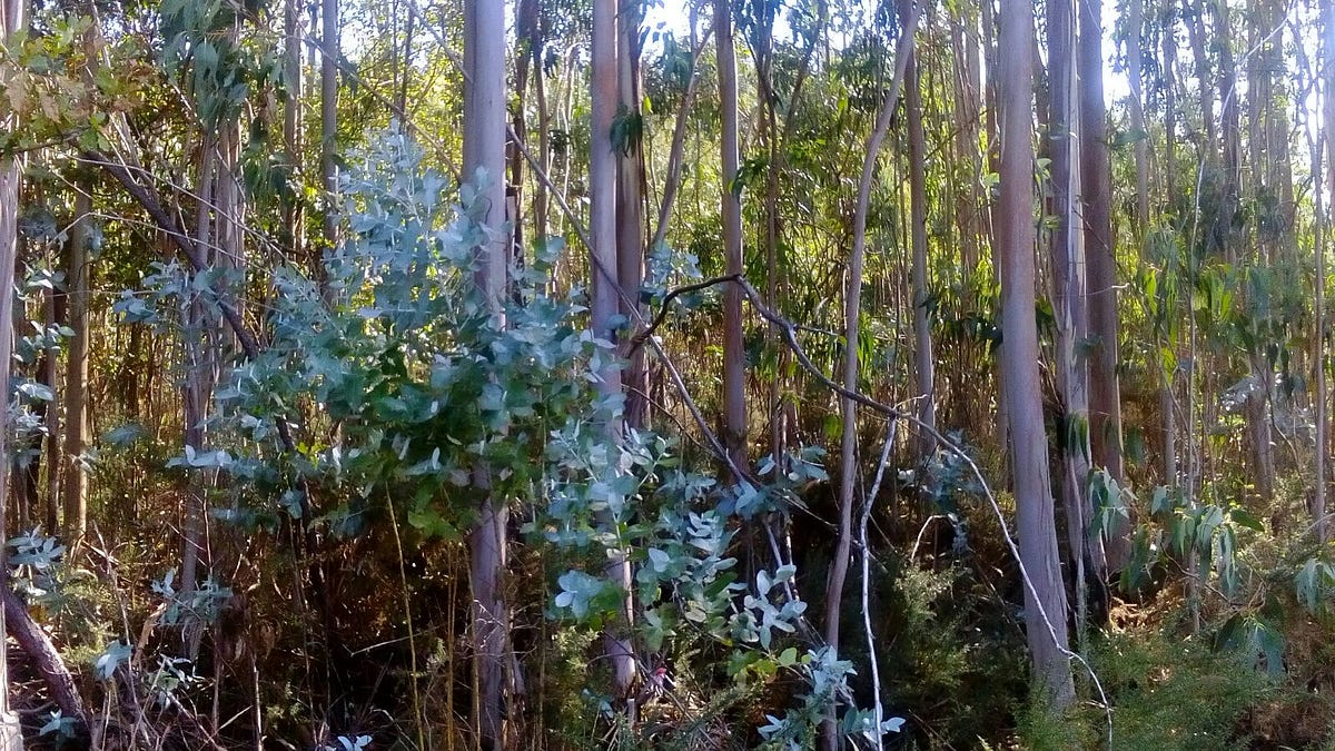 arboles de eucalipto en paderne