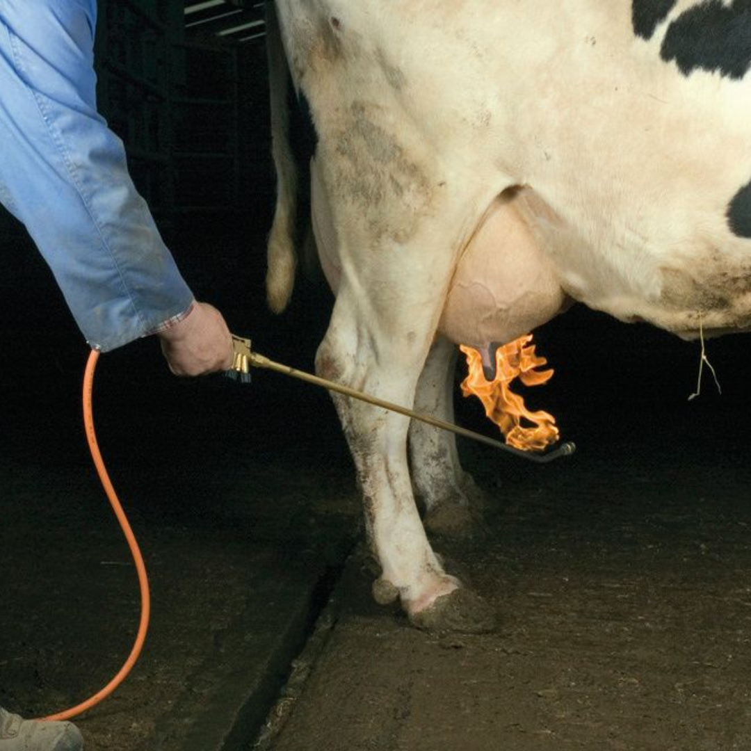 Dairy