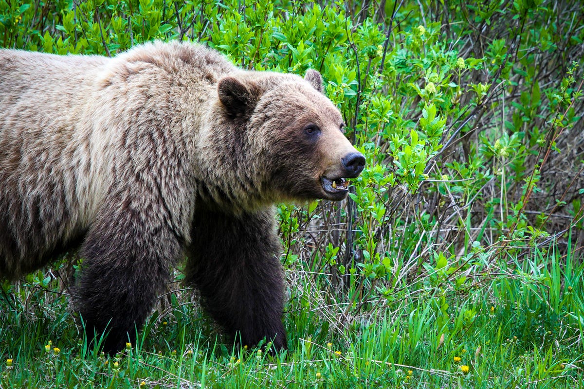 How to keep Alberta’s grizzly bears safe UAlberta 2017 Medium