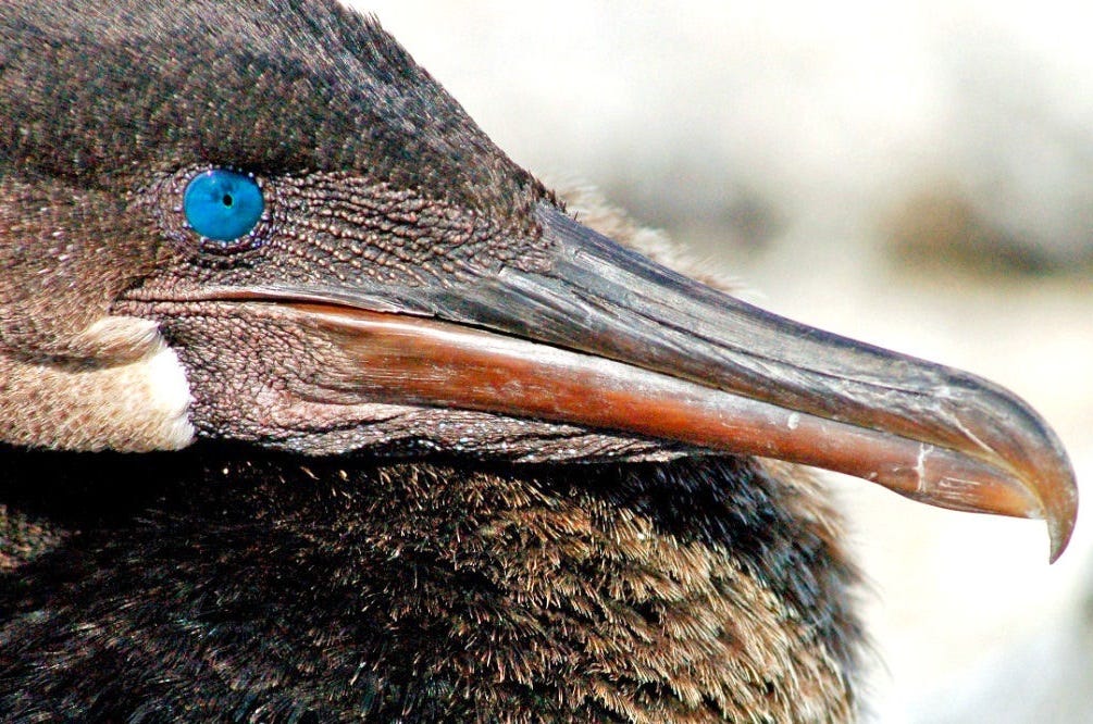 Galapagos Flightless Cormorant Nature Interpreter Medium