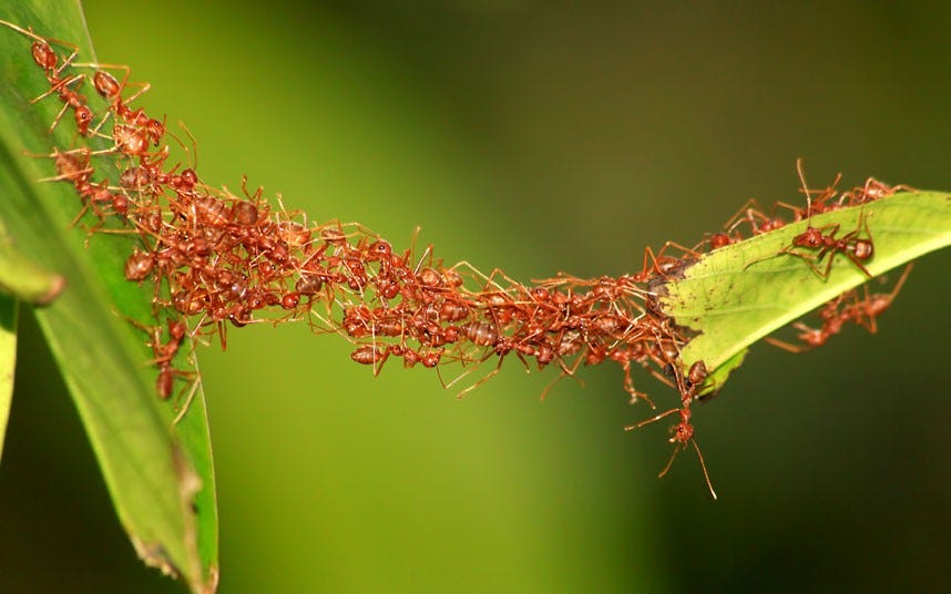 Leadership & Teamwork — Talk to an Ant – Unimed Living – Medium