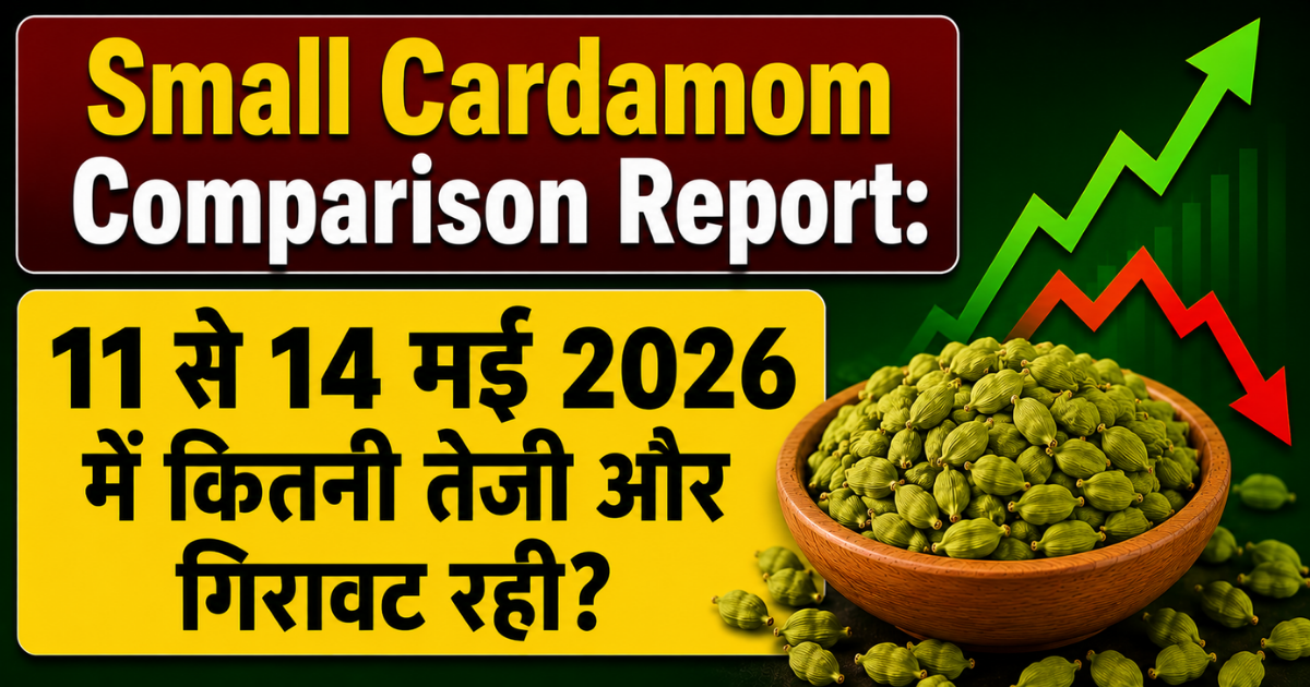 11 मई vs 14 मई 2026: छोटी इलायची बाजार में क्या बदला? किस दिन सबसे ज्यादा गिरावट और कब आई रिकवरी