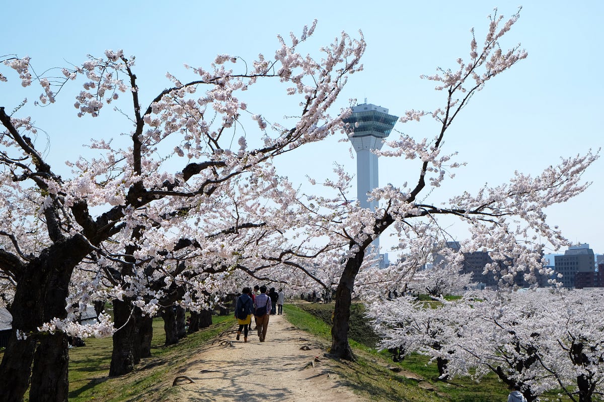 Hakodate Cherry Blossom 2019 Fort Goryokaku Japan Travel Guide JW
