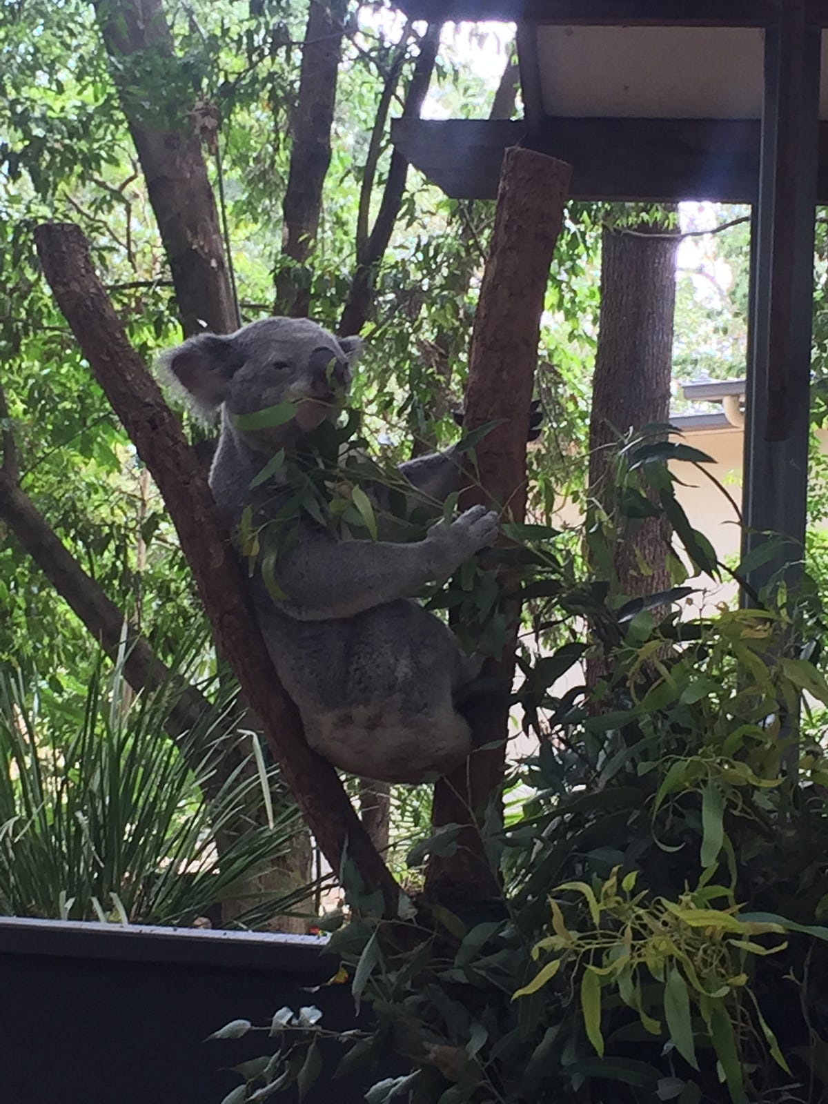 Australia Lone Pine Koala Sanctuary Brisbane Bagian Ke 5