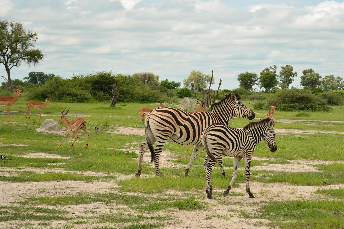 Stuck With Wild Animals Simon Seyer Medium