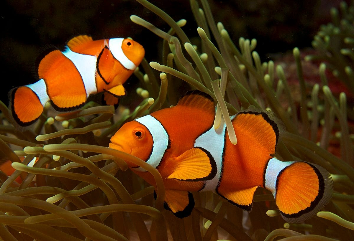 New Study: Clownfish have Stunned Scientists With the Incredible Ability to Count