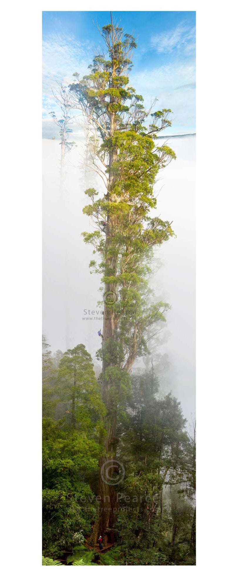 photographing-one-of-the-world-s-tallest-trees-abc-news-australia