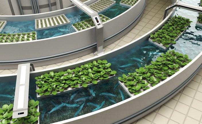 Aquaponics simple design Urban Farming Is the Future of Agriculture