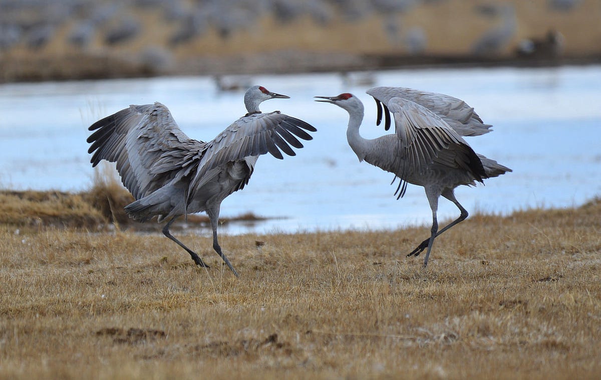 bird-dance-moves-updates-from-the-u-s-fish-and-wildlife-service-medium