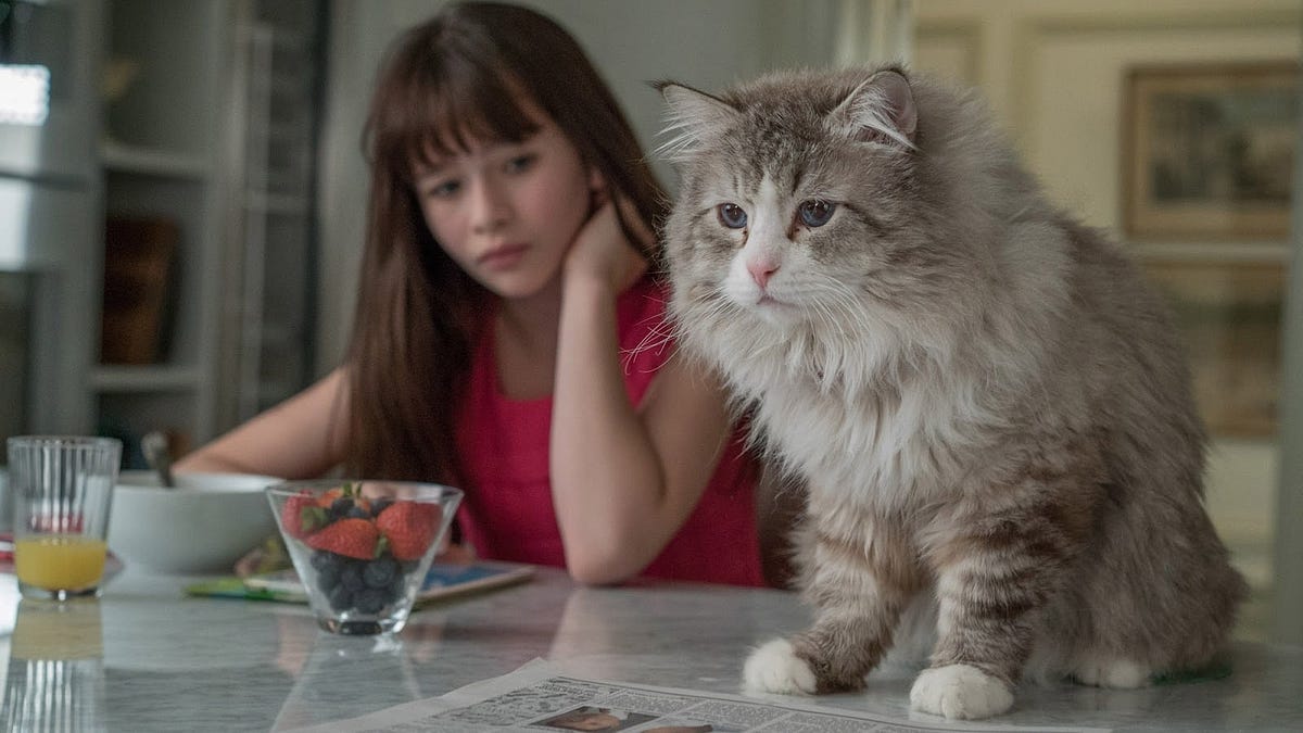 Ma Vie De Chat En Vostfr Ddl