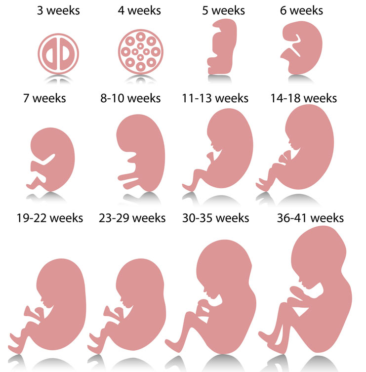 Conception Implantation Or Birth When Does Life Begin 