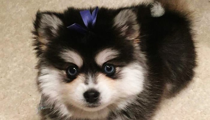 Know about Pomsky Puppies || Pomsky for sale - John Smith ...