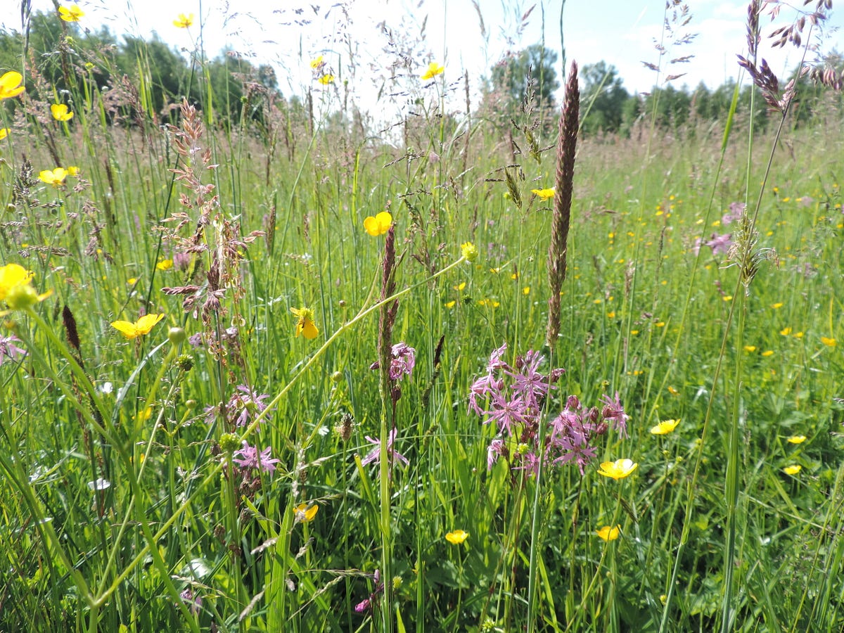 GRASSWORKS — What works and why in grassland restoration in Germany ...