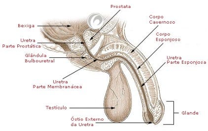 Nacional significa na impotência masculina