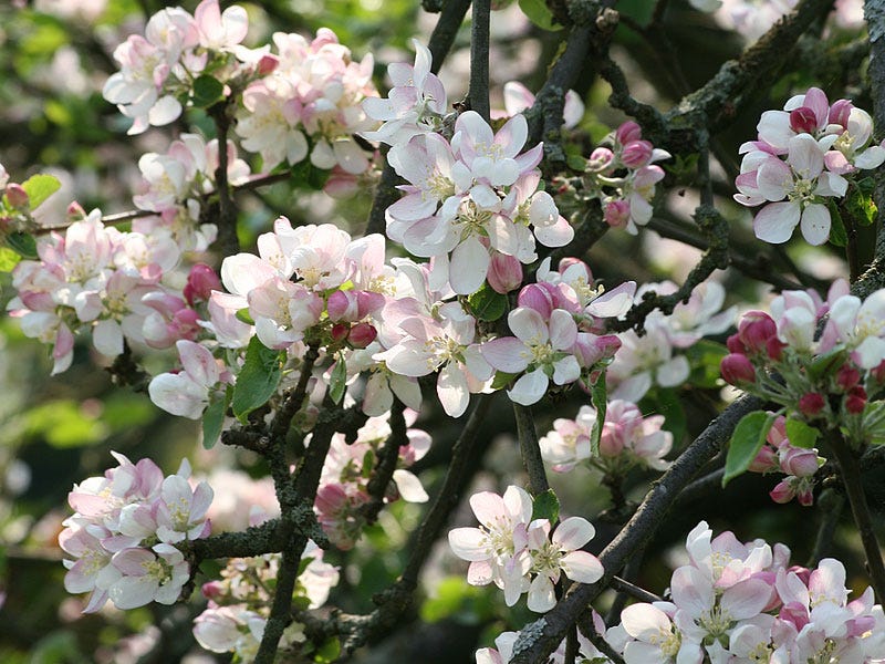 Crab Apple — Bach Flower Essence For Obsession With Order and Cleanliness