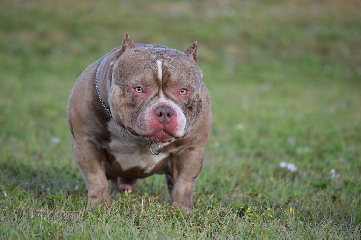 TOP AMERICAN BULLY STUD LOUIS V LINE’S VENOM – BULLY KING Magazine – Medium