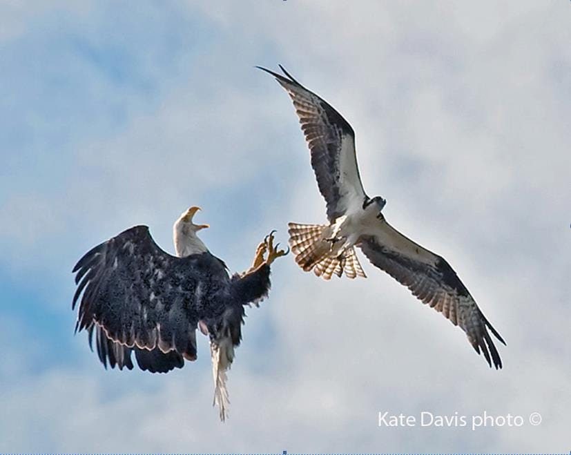 osprey eagle